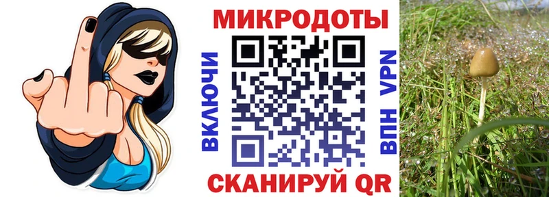 Псилоцибиновые грибы Psilocybe  Мостовской 